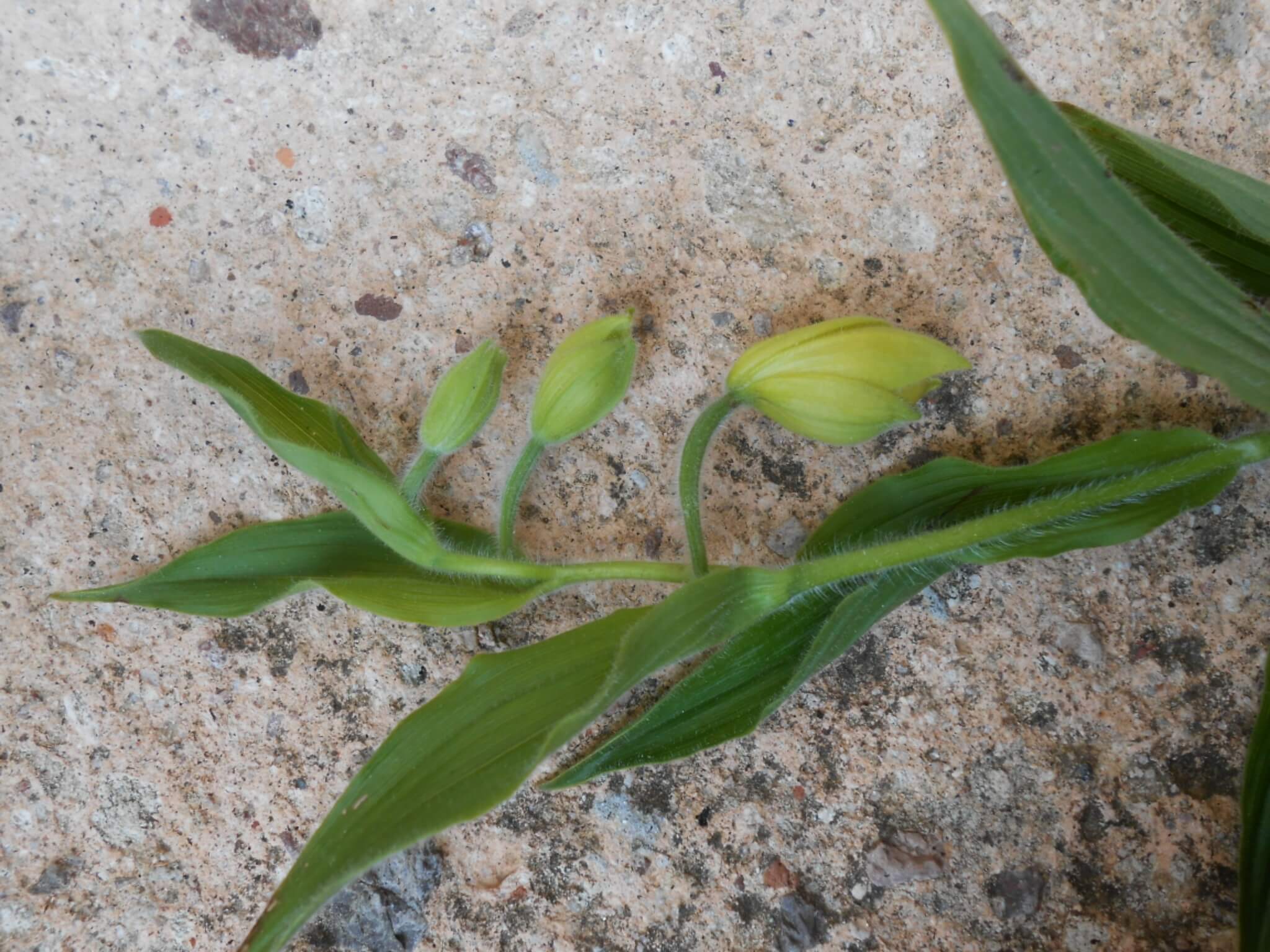 Cypripedium irapeanum